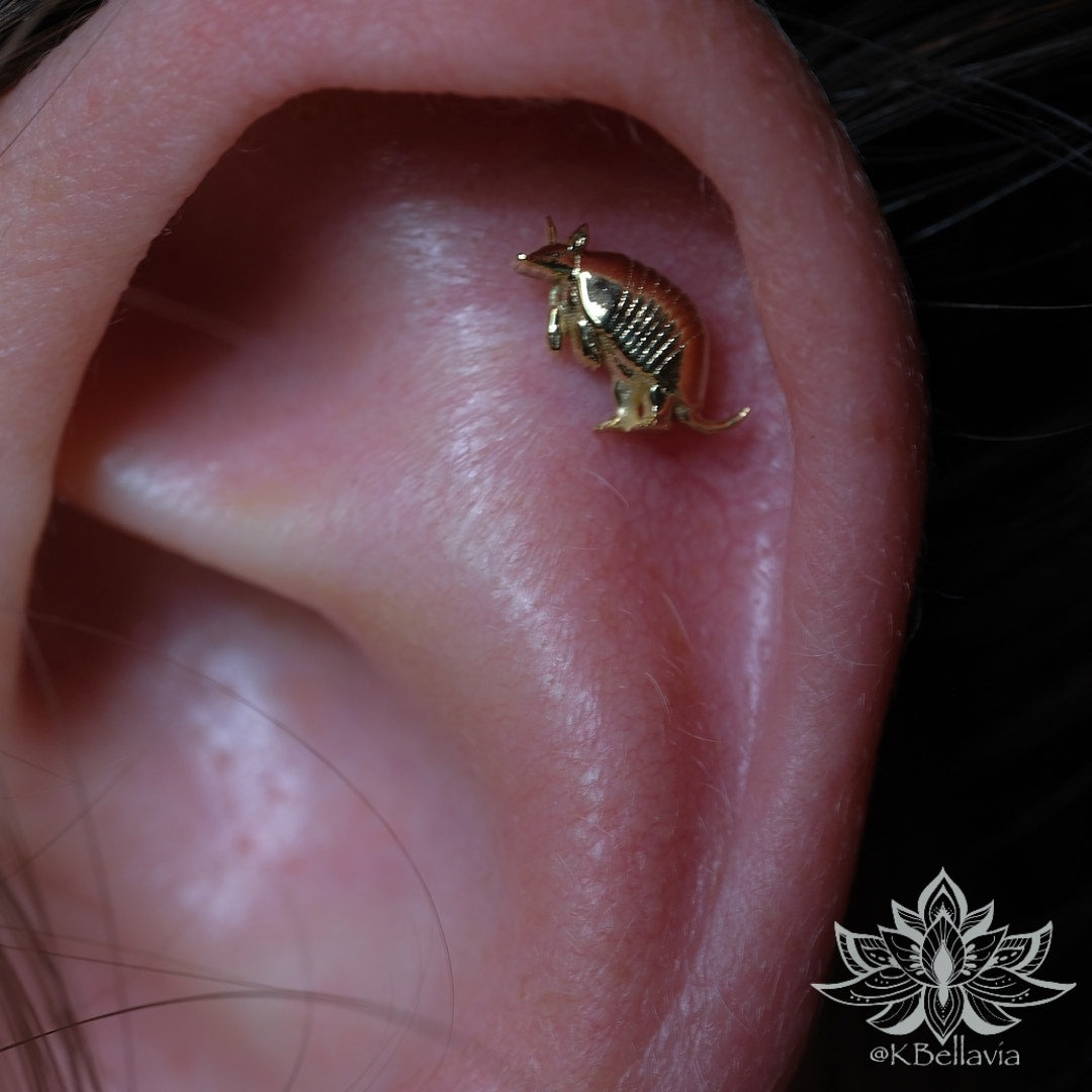ANATOMETAL - ARMADILLO - 14KT SOLID GOLD - THREADLESS END
